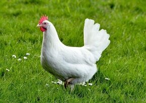 Slepice - Leghornky - snáší bílá vajíčka