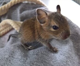 Mláďata Osmák degu