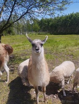 Lama Krotká