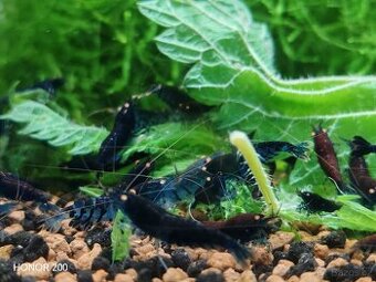 Krevetky Caridina - Rusty Blue Tiger OE