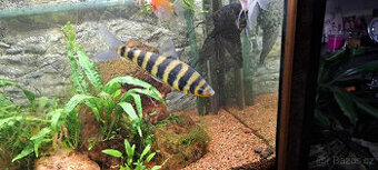Leporinus páskovaný - 1