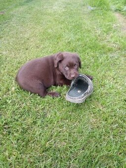 Hnědý labrador bez PP - 1