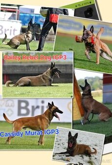 Prodám štěňata belgického ovčáka malinois s PP
