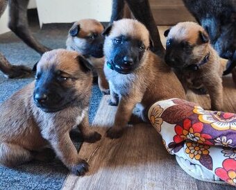 Belgický ovčák malinois s PP