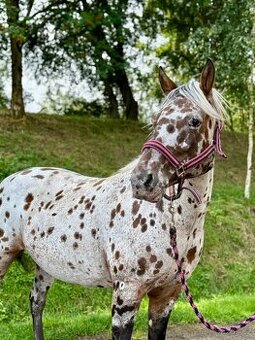 Apaloosa pony - 1