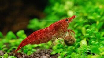 Prodám krevetky Red cherry