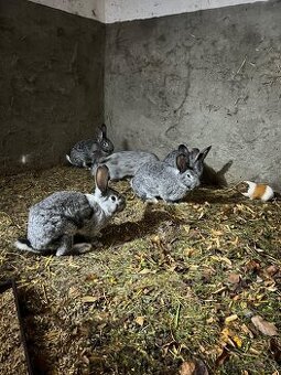 Prodám králík činčila velká