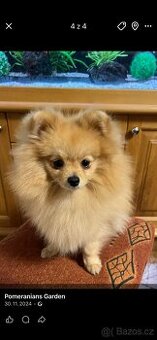 Pomeranian  s PP