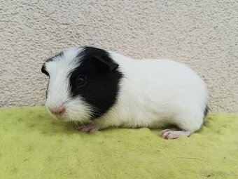 Morče - samec Union