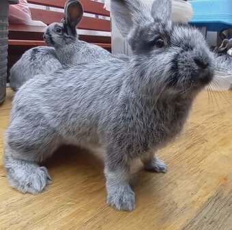 Velký světlý stříbřitý