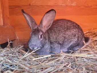 Prodám samičku Činčily velké