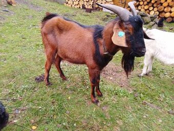 Kozel anglonubijská x hnědá krátkosrstá koza