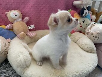 Čivava dlouhosrstá s PP