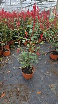 Sazenice Blýskavky (Photinia)