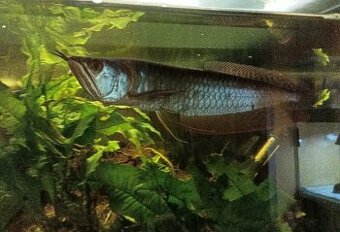 Arowana