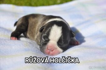 Boston teriér bostonský teriér bostonek štěňátka s PP