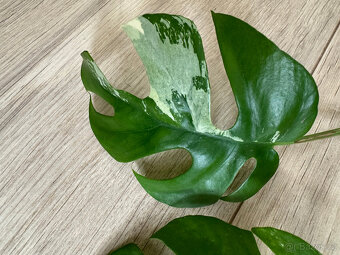 Rhaphidophora tetrasperma variegata (Monstera Minima)