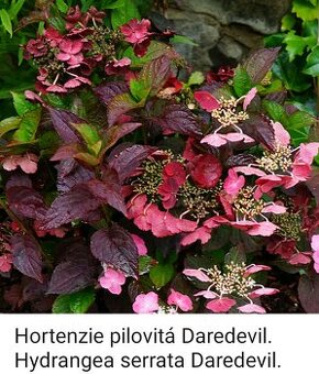 Hortenzie Hydrangea macrophyla daredevil