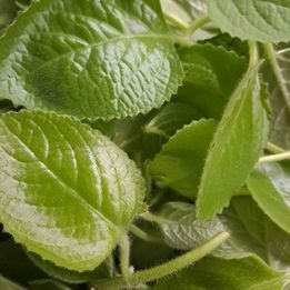 Rýmovníkový sirup v bio kvalitě - 1