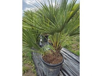 Žumara nízká - Chamareops Humilis 25l mrazuvzdorná palma