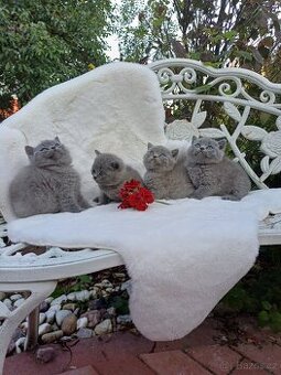 Britská koťata s PP