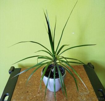 Pokojová květina DRACENA