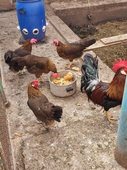 Násadová vajíčka