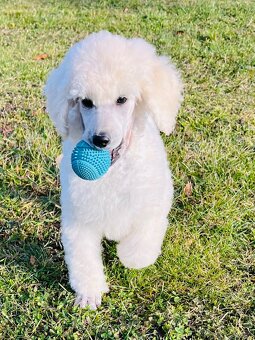 Pudl velký královský s PP