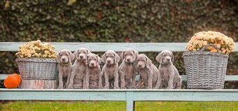 Výmarský ohař s PP Štěňátka