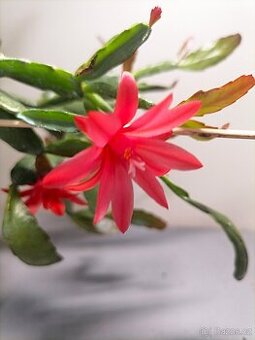 Schlumbergera - Velikonoční kaktus: Brick red dish (řízek)