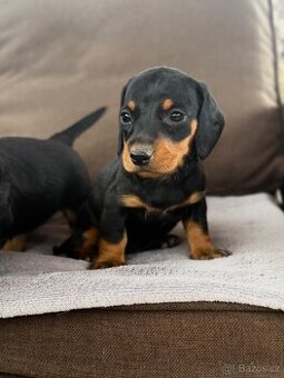 Jezevčík trpasličí