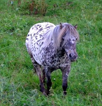 Atraktivní pony kobylka