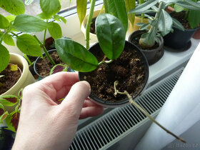 Hoya carnosa - voskovka - pokojová rostlina