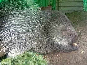 Dikobraz srstnatonosý (samice), Hystrix indica