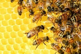 Včely, včelstva, oddělky