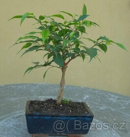 Ficus benjamina N. - fíkus benjamina