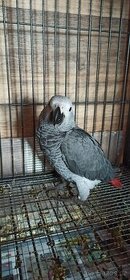 Papoušek Žako kongo