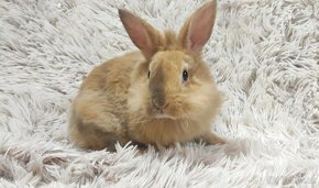 Zakrslý králík, králíček-REX- BUFFY