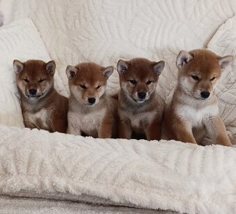 Shiba inu
