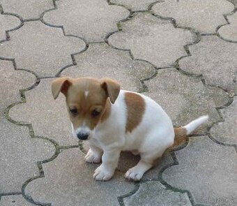 Jack Russel Terrier fenka bez PP