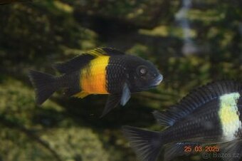 Tlamovci tropheus bemba - 1