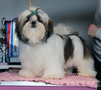 Štěňátka Shih-tzu s PP(shi-tzu, shihtzu)