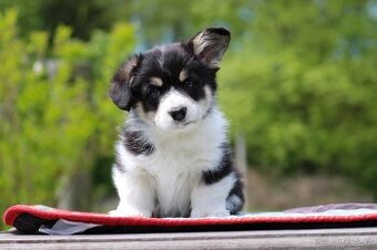 Welsh corgi pembroke s PP