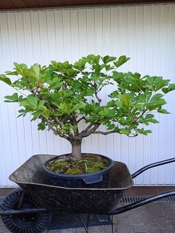 Jírovec maďal (kaštan) bonsai