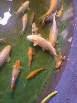 Koi kapři