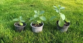 Prodám sazenice Withania somnifera