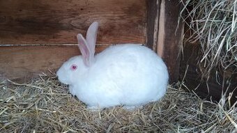PRODAM CISTOKREVNE F2 HYLA KRALIKY- ŽÁDNÍ KŘÍŽENCI