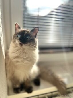 Ragdoll Kočička