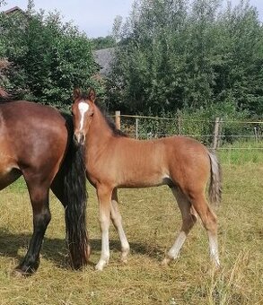 Hřebeček welsh part-bred po Hulst Curioso