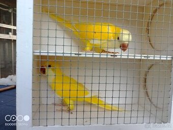 Mníšek šedý - albino, lutino, cremino, aqua ino